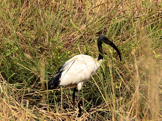 Zdjęcia: okolica Bandżul, ibis czczony, GAMBIA Zdjęcia: okolica Bandżul, ibis czczony, GAMBIA
