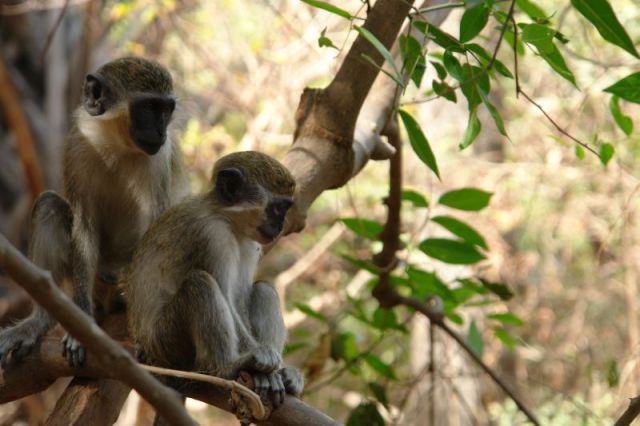 Zdjęcia: Gambia, Blisko natury, GAMBIA Zdjęcia: Gambia, Blisko natury, GAMBIA