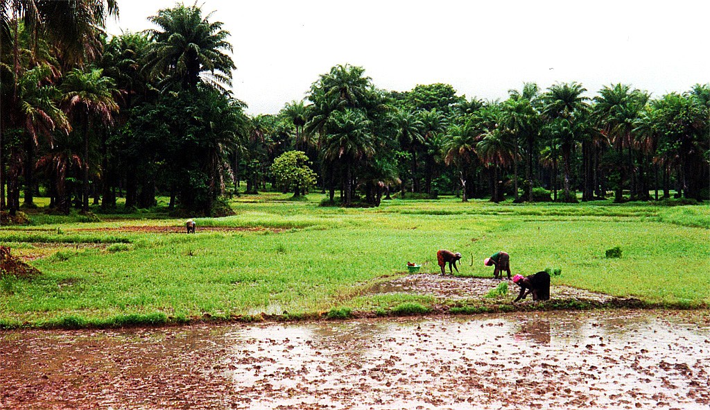 Zdjęcia: , , Zbiory, GAMBIA Zdjęcia: , , Zbiory, GAMBIA