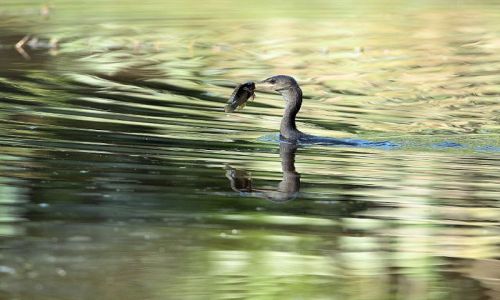 Zdjecie GAMBIA / - / okolica Bandul / kormoran etiopski ze zdobycz