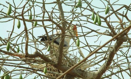 Zdjecie GAMBIA / - / w drodze do Senegalu / dawigad,niestety  nieco schowany...
