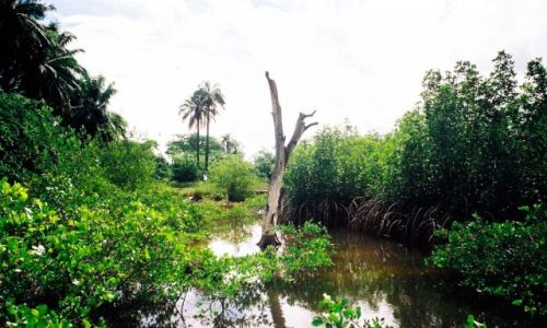 Zdjcie GAMBIA / Makasutu /   / Mangrowce