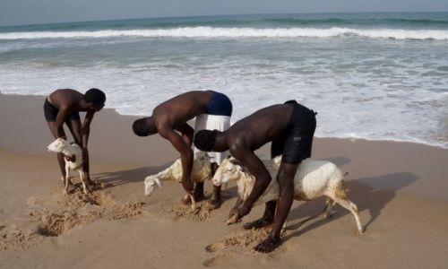 Zdjcie GAMBIA / Serrekunda / Kololi / Mycie kz przed targiem