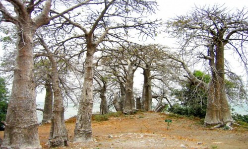 Zdjecie GAMBIA / Rzeka Gambia / Albreda / Aleja baobabw