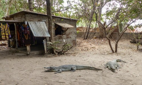 Zdjecie GAMBIA / - / Katchikally / jak tu kupi pamitk?