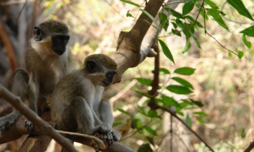 Zdjęcie GAMBIA / brak / Gambia / Blisko natury