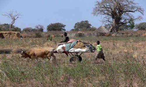 Zdjecie GAMBIA / Central Division / Basse / W krainie Kunta-Kinte