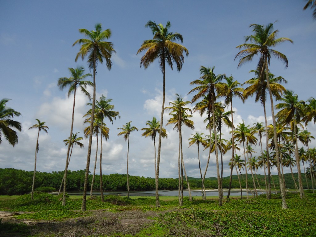 Zdjęcia: okolice Axim, Western Region, Jezioro śródlądowe, GHANA Zdjęcia: okolice Axim, Western Region, Jezioro śródlądowe, GHANA