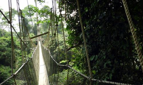 Zdjcie GHANA / Region Centralny / Kakum National Park / Ghana - Kakum National Park