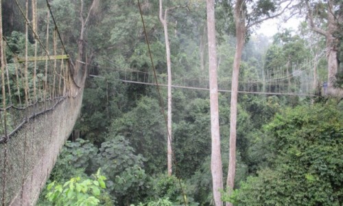 Zdjecie GHANA / Abirem Municipal District / Kakum National Park / Kakum National Park nad koronami drzew