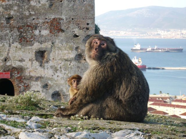 Zdjęcia: Port, Gibraltar, Jedni z mieszkańców Gibraltaru, GIBRALTAR Zdjęcia: Port, Gibraltar, Jedni z mieszkańców Gibraltaru, GIBRALTAR