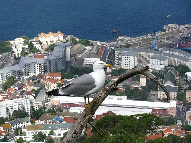 Zdjęcia: Gibraltar, ., panorama Gibraltaru, GIBRALTAR Zdjęcia: Gibraltar, ., panorama Gibraltaru, GIBRALTAR
