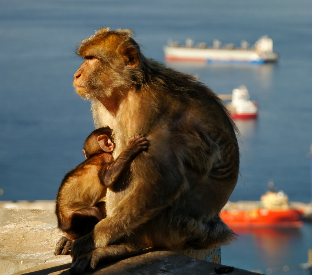 Zdjęcia: Gibraltar, Pólwysep Iberyjski, Magoty gibraltarskie, GIBRALTAR Zdjęcia: Gibraltar, Pólwysep Iberyjski, Magoty gibraltarskie, GIBRALTAR