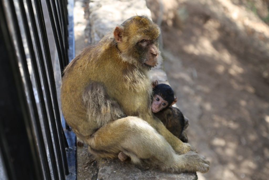 Zdjęcia: Gibraltar, Małpy gibraltarskie, GIBRALTAR Zdjęcia: Gibraltar, Małpy gibraltarskie, GIBRALTAR