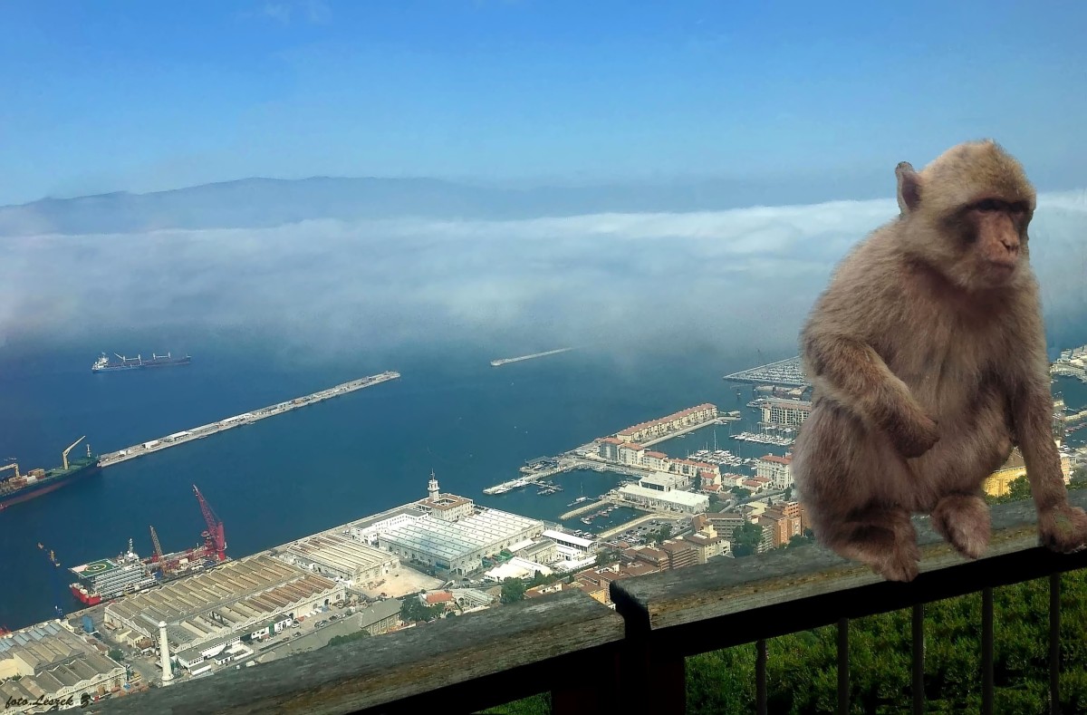 Zdjęcia: Zatoka Gibraltarska., Półwysep Iberyjski., Makak Gibraltaski., GIBRALTAR Zdjęcia: Zatoka Gibraltarska., Półwysep Iberyjski., Makak Gibraltaski., GIBRALTAR