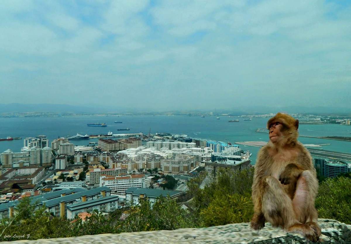 Zdjęcia: Półwysep Iberyjski., Zatoka Gibraltarska., Makak Gibraltarski., GIBRALTAR Zdjęcia: Półwysep Iberyjski., Zatoka Gibraltarska., Makak Gibraltarski., GIBRALTAR