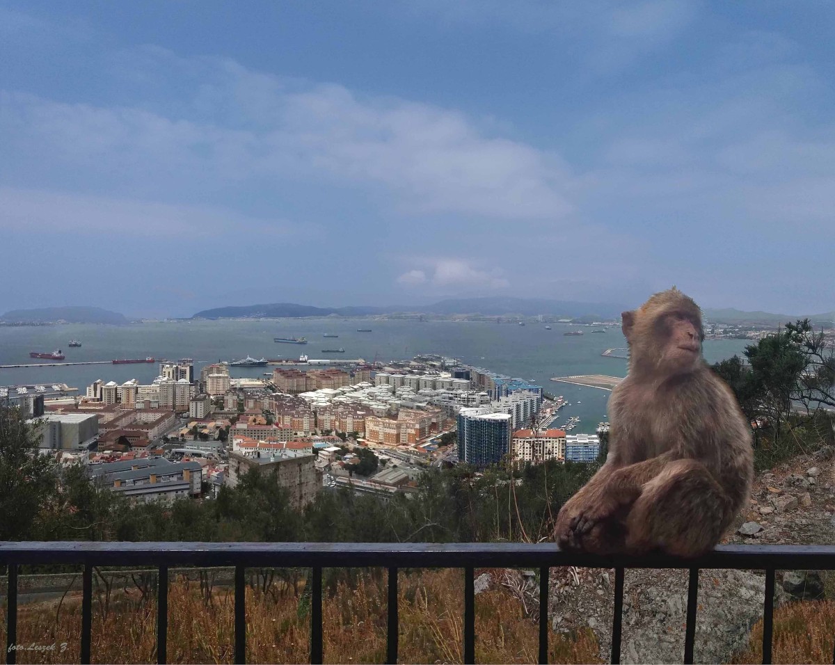 Zdjęcia: Półwysep Iberyjski., Zatoka Gibraltarska., Niewinne łobuziaki., GIBRALTAR Zdjęcia: Półwysep Iberyjski., Zatoka Gibraltarska., Niewinne łobuziaki., GIBRALTAR