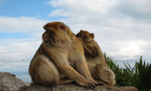 Zdjecie GIBRALTAR / gibraltar / Gibraltar / mapiszony