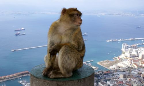 Zdjecie GIBRALTAR / Gibraltar / Gibraltar / Portret