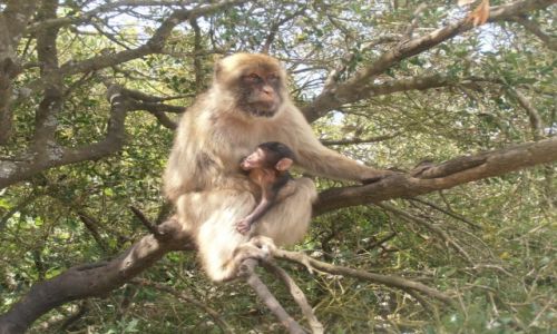 Zdjecie GIBRALTAR / - / na samym szczycie / W naturalnym rodowisku