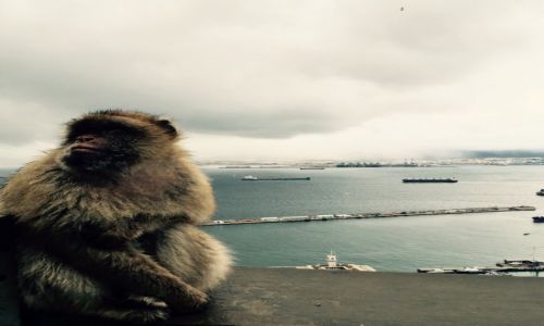 Zdjecie GIBRALTAR / Gibraltar / Upper Rock / Stranik
