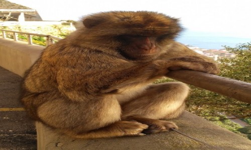 Zdjecie GIBRALTAR / Skaa Gibraltarska / . / Zmartwiony mapiszon