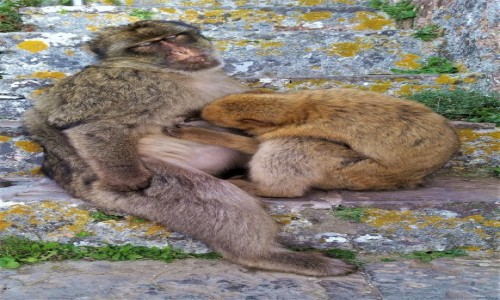 Zdjecie GIBRALTAR / Skaa Gibraltarska / . / Iskanie, czyli szukanie pche