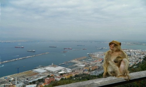 Zdjcie GIBRALTAR / Pwysep Iberyjski. / Gibraltar. / Makak (Magot) Gibraltarski.