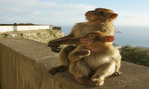 Zdjecie GIBRALTAR / Skaa Gibraltarska  / . / Ooo, tam leci samolocik