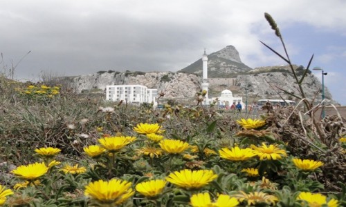 Zdjcie GIBRALTAR /   / Gibraltar / Wiosna na Gibraltarze.