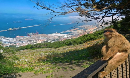 Zdjecie GIBRALTAR / Gibraltar. / Gibraltar, / Magot gibraltarski (Makak gibraltarski)