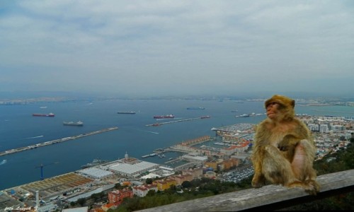 Zdjecie GIBRALTAR / Pwysep Iberyjski. / Przy Jaskini w. Michaa. / Gibraltar - Makak Gibraltarski.