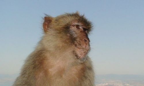 Zdjecie GIBRALTAR / Gibraltar / brak / portret magota