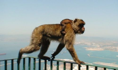 Zdjecie GIBRALTAR / Gibraltar / brak / :)