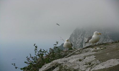 Zdjecie GIBRALTAR / . / Gibraltar / na szczycie