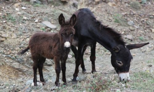 Zdjcie GRSKI KARABACH / Aszkeran / Wank / Ciekawo