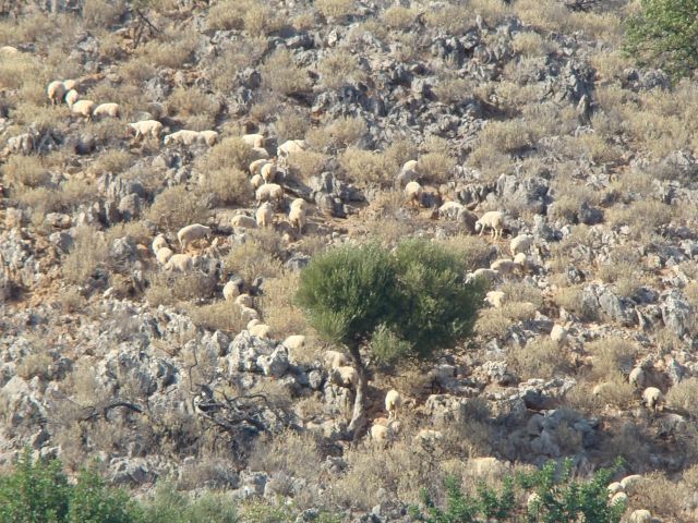 Zdjęcia: Kreta, Wypas owiec, GRECJA Zdjęcia: Kreta, Wypas owiec, GRECJA
