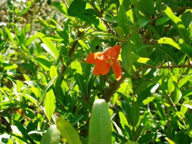 Zdjęcia: Kreta, Kwitnący granat, GRECJA Zdjęcia: Kreta, Kwitnący granat, GRECJA