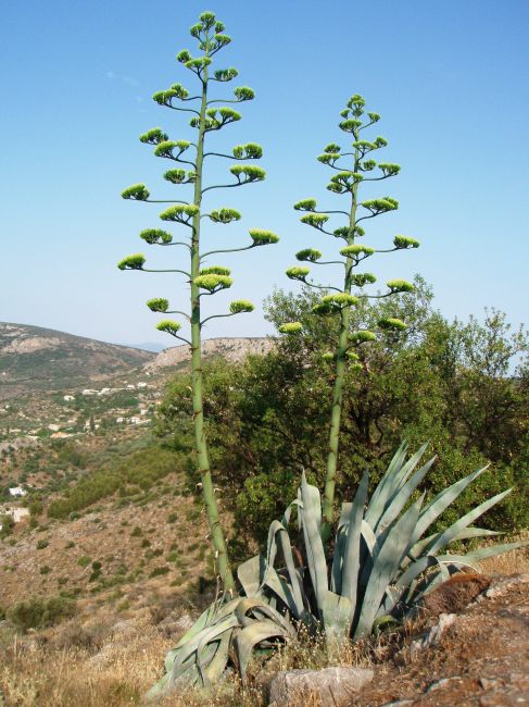 Zdjęcia: okolice Nafplio, Peloponez, Agawa kwitnie tylko raz w swoim życiu, GRECJA Zdjęcia: okolice Nafplio, Peloponez, Agawa kwitnie tylko raz w swoim życiu, GRECJA