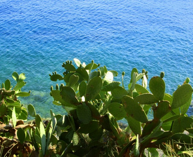 Zdj cia: okolice Skiathos City, Skiathos, ~Brzeg z opuncjami, GRECJA