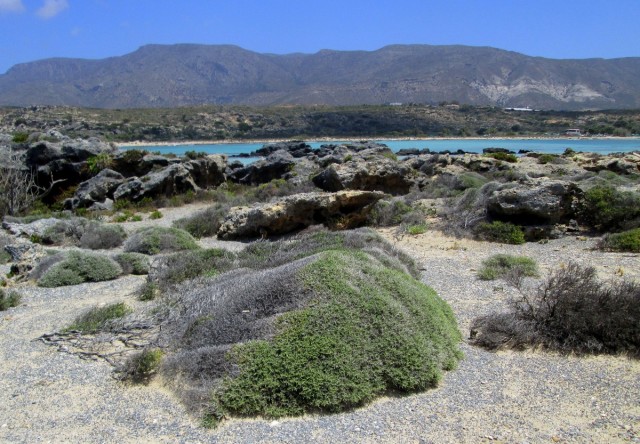 Zdj cia: Elafonisi, Kreta, * Ro�linno�� Wyspy Danieli, GRECJA