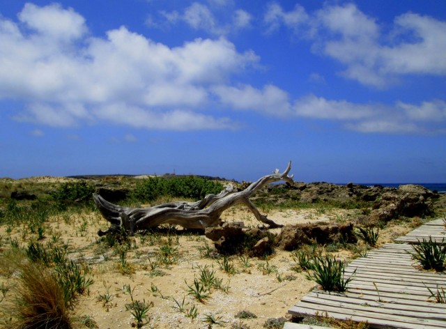 Zdj cia: Elafonisi, Kreta, * Zdrewnia�y smok, GRECJA