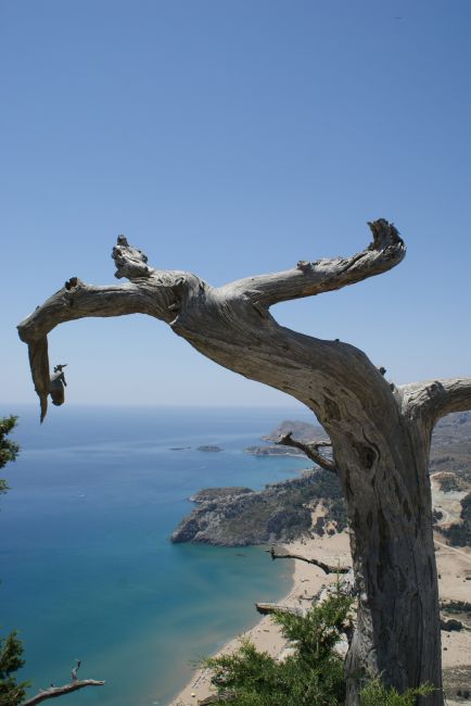 Zdjęcia: Rodos, Rodos, Drzewo, GRECJA Zdjęcia: Rodos, Rodos, Drzewo, GRECJA