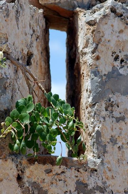 Zdjęcia: Kreta Spinalonga, nawet w skale rodzi się życie, GRECJA Zdjęcia: Kreta Spinalonga, nawet w skale rodzi się życie, GRECJA