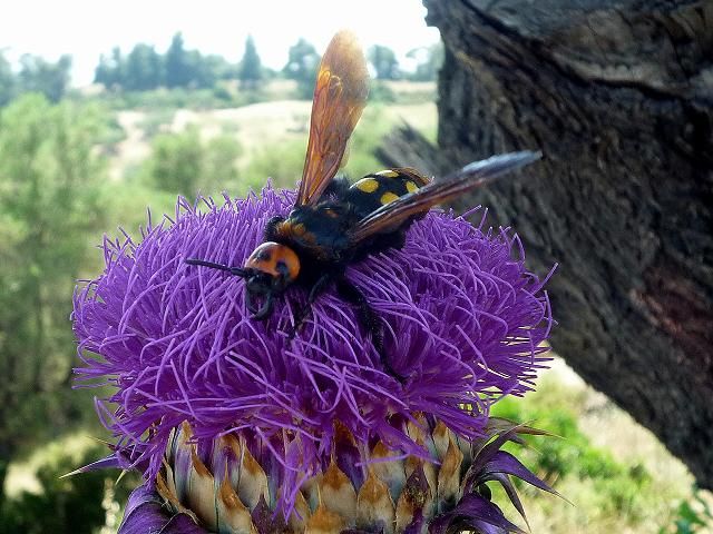 Zdjęcia: chalkidiki, chalkidiki, w kropki, GRECJA Zdjęcia: chalkidiki, chalkidiki, w kropki, GRECJA