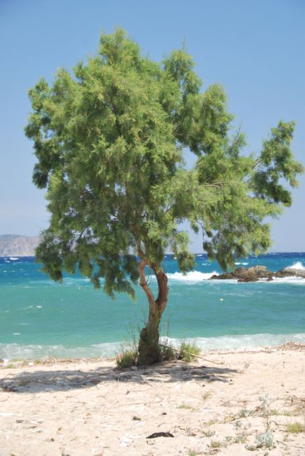 Zdjęcia: Agioi Apostoloi, Elvia, Dzika plaża, GRECJA Zdjęcia: Agioi Apostoloi, Elvia, Dzika plaża, GRECJA