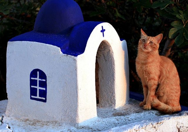 Zdjęcia: Oia, Santorini, kociak ......., GRECJA Zdjęcia: Oia, Santorini, kociak ......., GRECJA