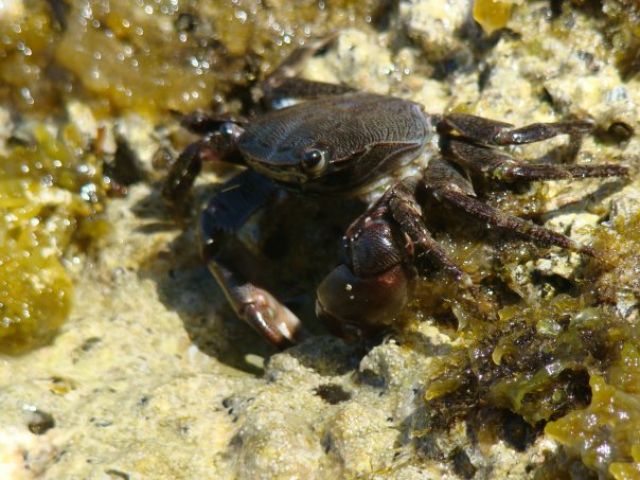 Zdjęcia: Tsilivi, Zakynthos, Krab, GRECJA Zdjęcia: Tsilivi, Zakynthos, Krab, GRECJA