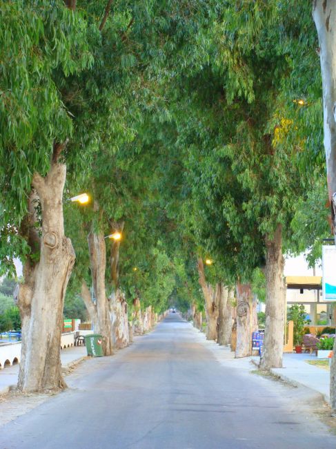 Zdjęcia: Kolimbia, Rodos, Aleja eukaliptusowa, GRECJA Zdjęcia: Kolimbia, Rodos, Aleja eukaliptusowa, GRECJA
