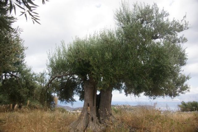 Zdjęcia: Chaugas, Kreta, Oliwkowe gaje II, GRECJA Zdjęcia: Chaugas, Kreta, Oliwkowe gaje II, GRECJA